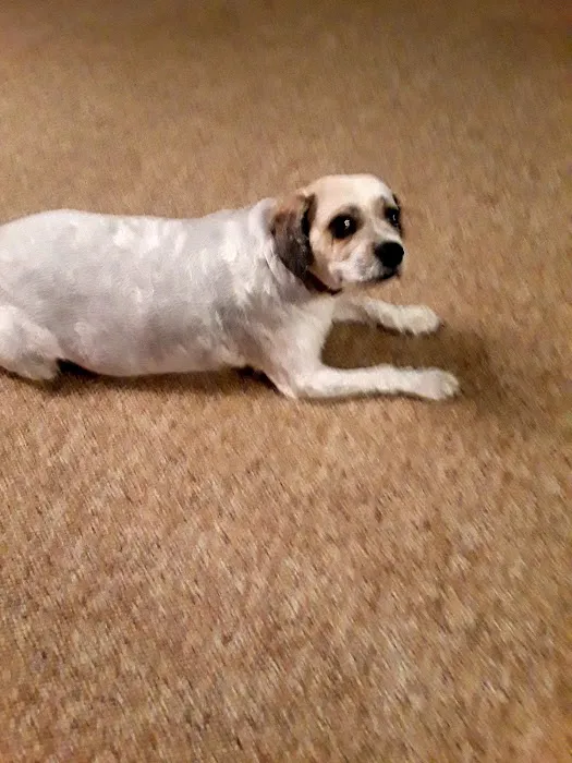 Wallace Animal Hospital 6