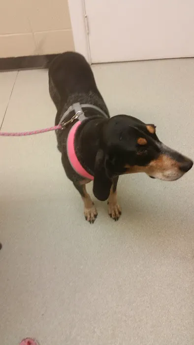 Wallace Animal Hospital 3