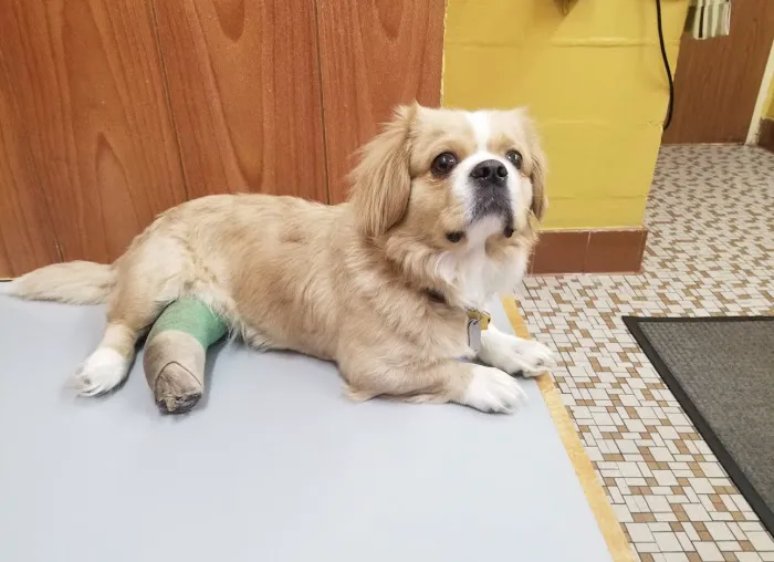 Jacksonville Veterinary Hospital 2