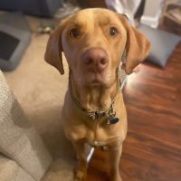 Jacksonville Veterinary Hospital ico