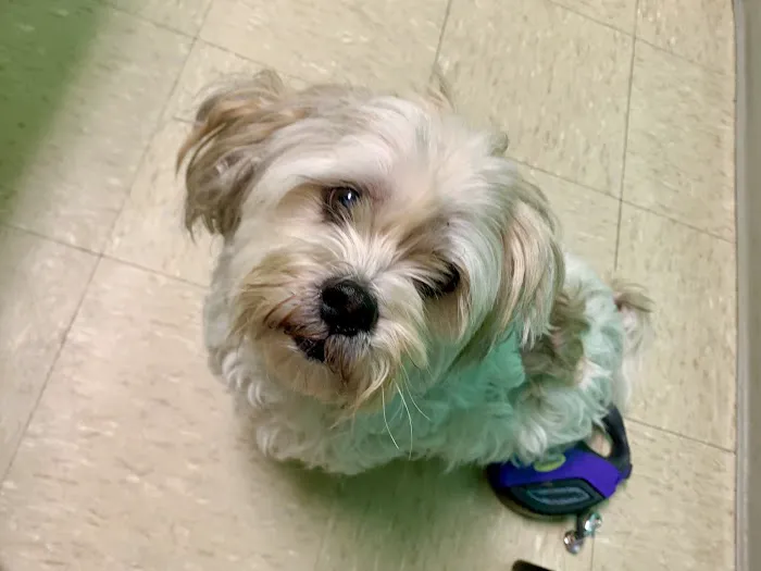 Jacksonville Veterinary Hospital 5
