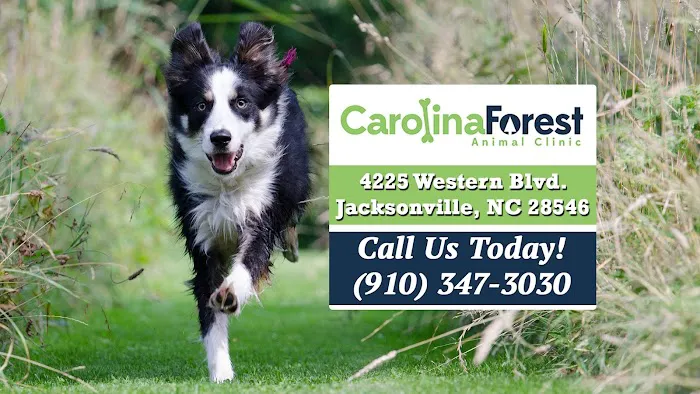 Carolina Forest Animal Clinic 5