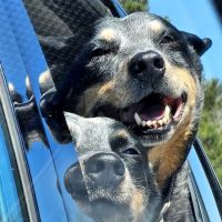 Banfield Pet Hospital ico