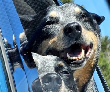 Banfield Pet Hospital