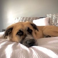 Onslow Animal Hospital ico