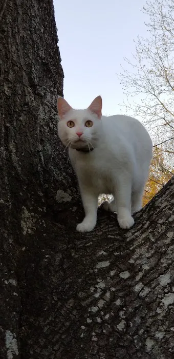 Coastal Cat Clinic 5