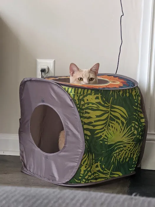 Coastal Cat Clinic 3