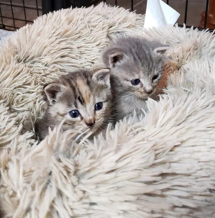 Coastal Cat Clinic 9