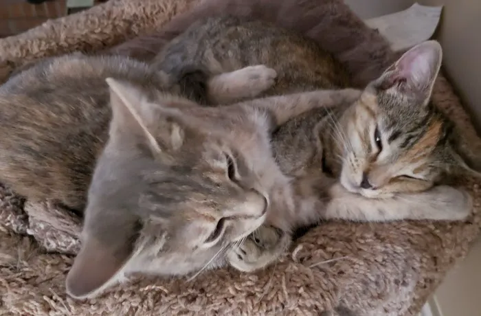 Coastal Cat Clinic 10