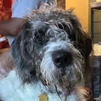 Banfield Pet Hospital ico