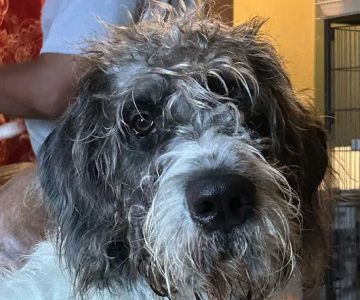 Banfield Pet Hospital