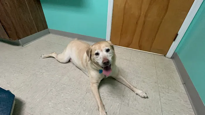 College View Veterinary Clinic 1