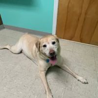 College View Veterinary Clinic ico