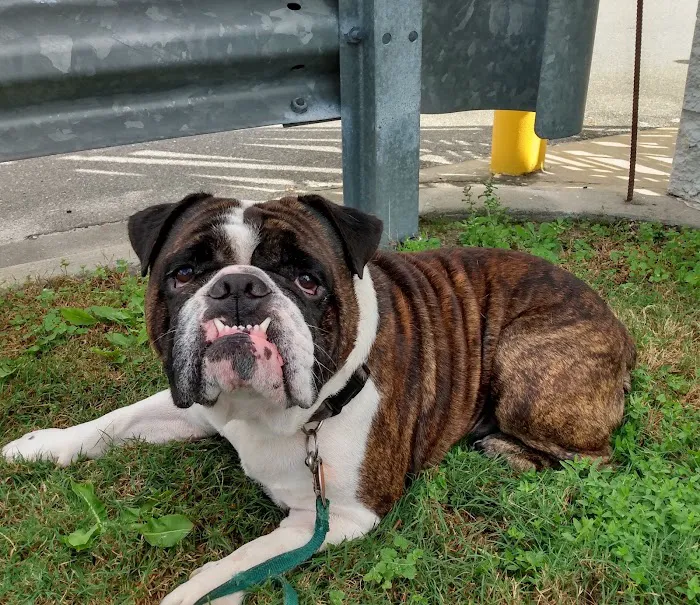 Waylin Animal Clinic 10