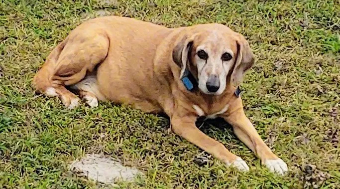 Waylin Animal Clinic 4