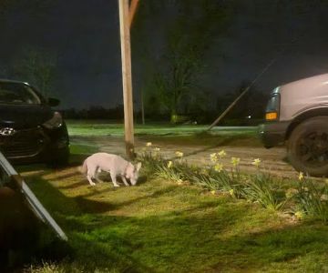 Waylin Animal Clinic