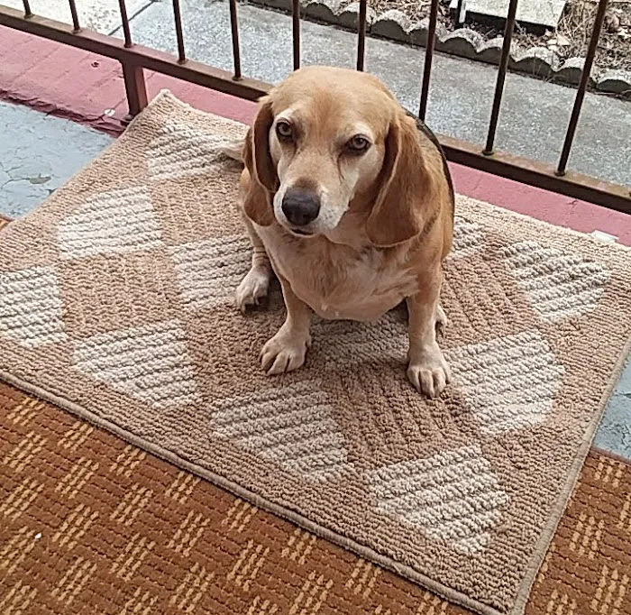 Waylin Animal Clinic 9