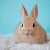 Veterinary Medical Clinic ico