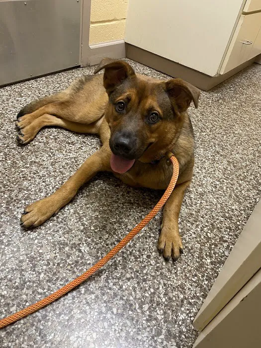 Mt Olive Animal Hospital 10