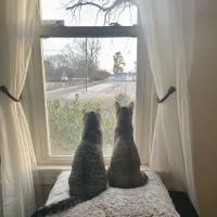 Mt Olive Animal Hospital ico