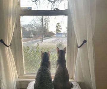 Mt Olive Animal Hospital