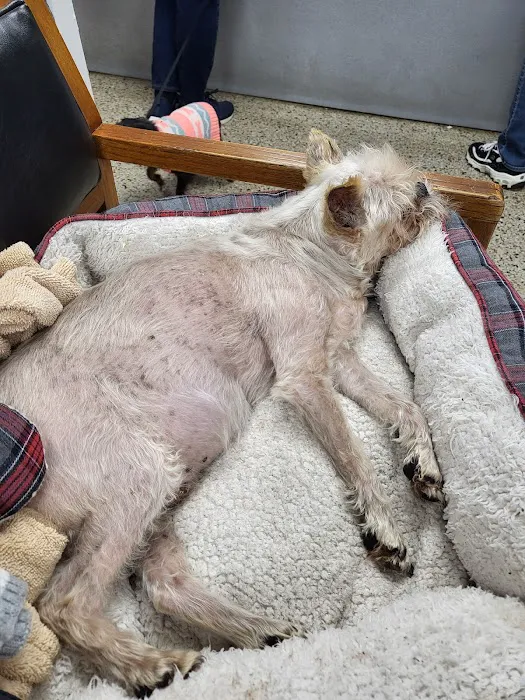 Caring Hands Animal Hospital 4