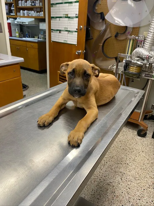 Caring Hands Animal Hospital 5