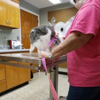 Caring Hands Animal Hospital ico