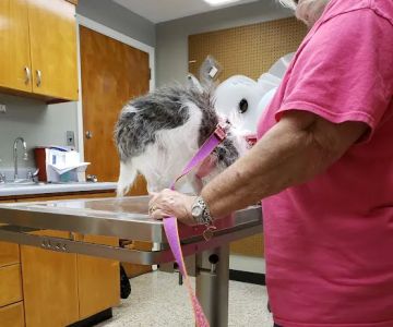 Caring Hands Animal Hospital