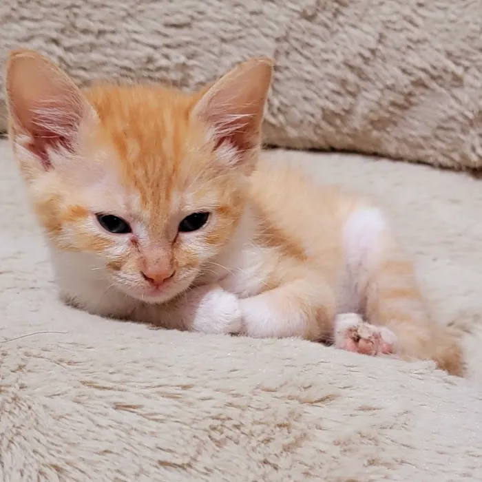 Caring Hands Animal Hospital 9
