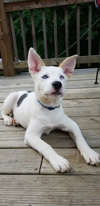 Asheville Highway Animal Hospital: Kendrick Ricardo DVM 1