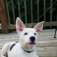 Asheville Highway Animal Hospital: Kendrick Ricardo DVM ico