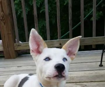 Asheville Highway Animal Hospital: Kendrick Ricardo DVM