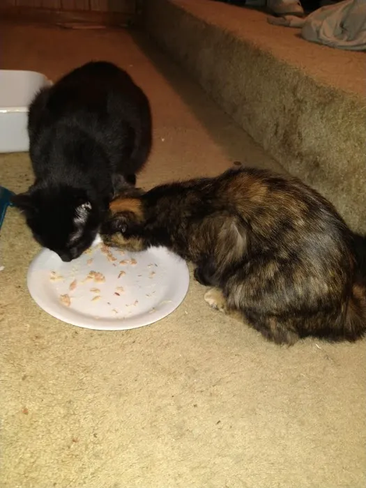 Claws and Paws 4 a Cause 3
