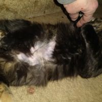 Claws and Paws 4 a Cause ico