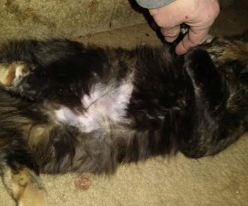 Claws and Paws 4 a Cause