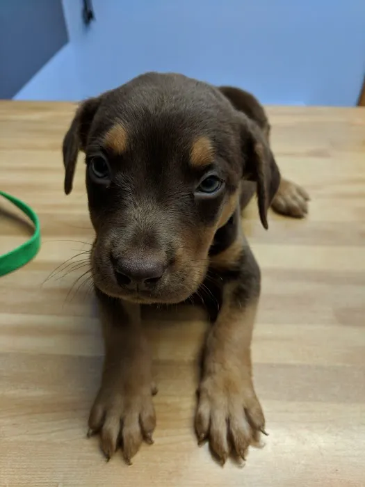 North Knox Veterinary Clinic 8