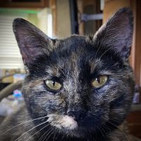 White Pine Veterinary Practice ico