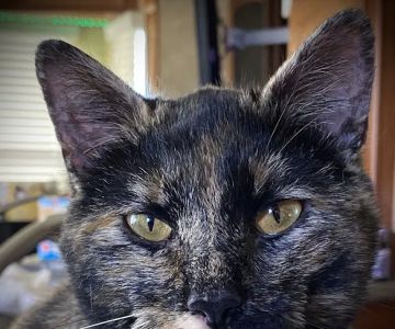 White Pine Veterinary Practice