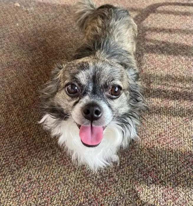easyvet Veterinarian Morristown 8