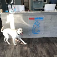easyvet Veterinarian Morristown ico