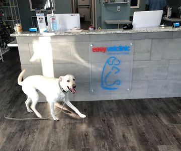 easyvet Veterinarian Morristown