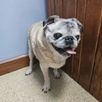 Appalachian Animal Hospital ico