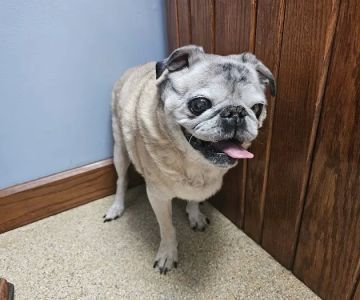Appalachian Animal Hospital