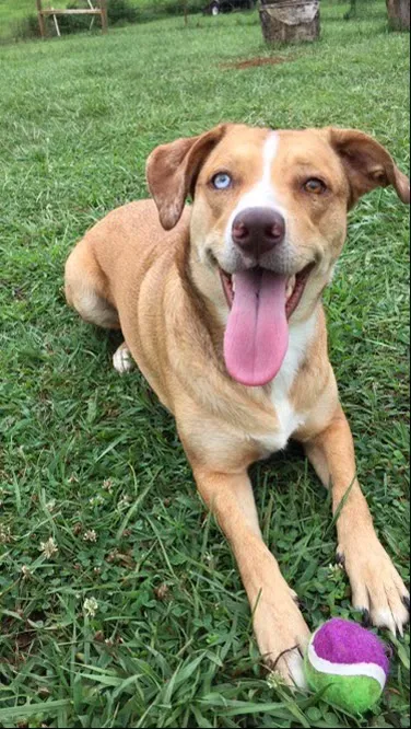 Dandridge Animal Hospital 6