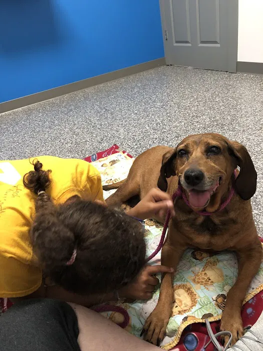 Dandridge Animal Hospital 5