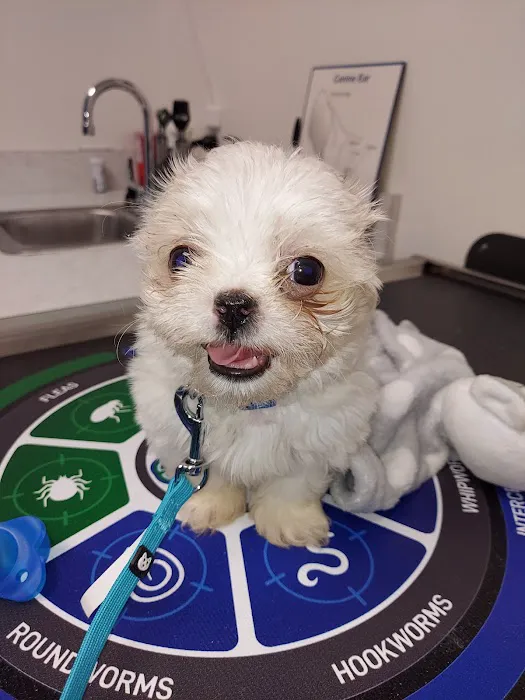 Dandridge Animal Hospital 2