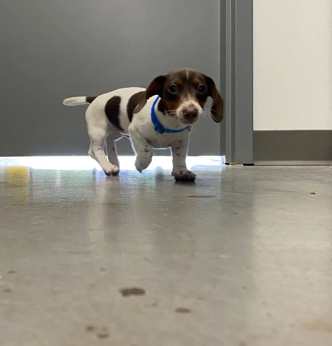 Dandridge Animal Hospital 8