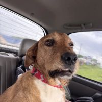 Dandridge Animal Hospital ico