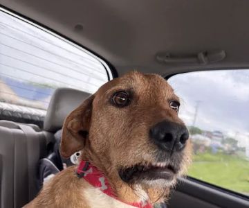 Dandridge Animal Hospital